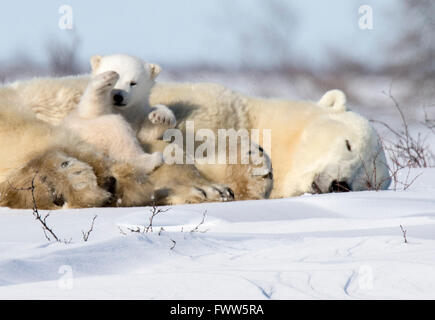 Mutter mit jungen schlafen Eisbär Stockfoto