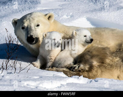Mutter Eisbär mit verspielten Twin Jungen schlafen Stockfoto