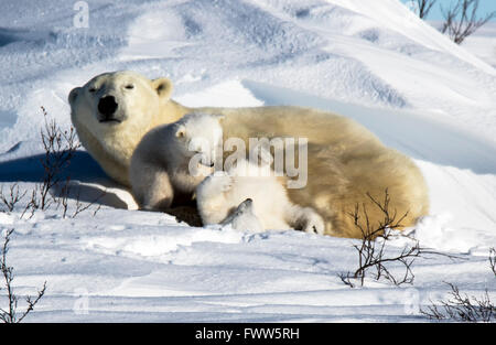 Mutter Eisbär mit verspielten Twin Jungen schlafen Stockfoto