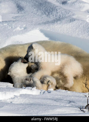 Mutter Eisbär mit verspielten Twin Jungen schlafen Stockfoto