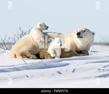 Mutter Eisbär mit verspielten Twin Jungen schlafen Stockfoto