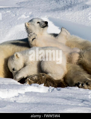 Polar Bear Cubs spielen im Wapusk-Nationalpark, Kanada Stockfoto