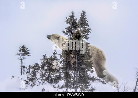 Polar Bart mit jungen Richtung Hudson Bay Stockfoto