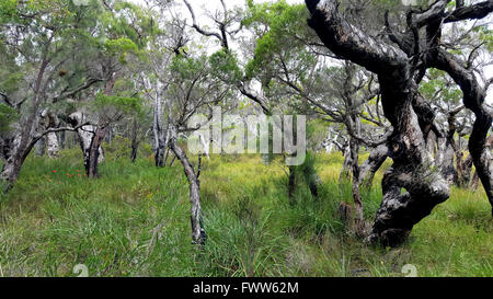 Australische Bush-Szene Stockfoto