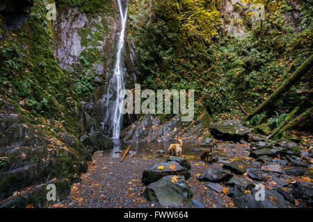 Zwei Hunde nehmen Sie einen Drink an den Niagarafällen in Goldstream Park in der Nähe von Victoria, BC. Stockfoto