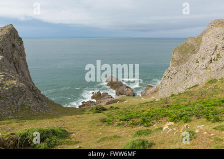 Blick auf Mewslade Bucht mit Schafen The Gower Küste Wales Stockfoto