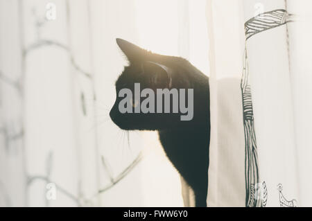 Schwarze Katze Ausschau von Vorhängen, flare Morgensonne hinter Stockfoto