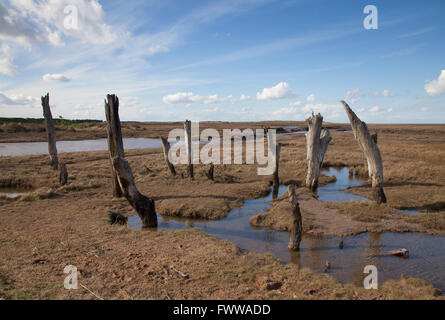Dornweiler Sümpfe West Norfolk Stockfoto