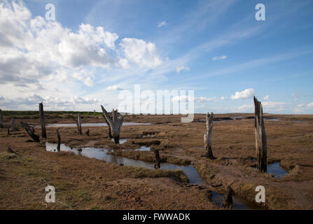 Dornweiler Sümpfe West Norfolk Stockfoto