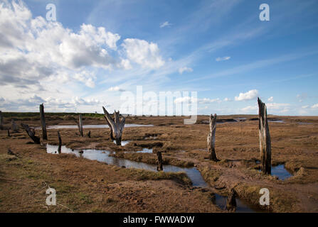 Dornweiler Sümpfe West Norfolk Stockfoto