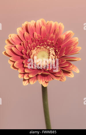 Orange gelbe Gerbera Set lila Hintergrund Stockfoto