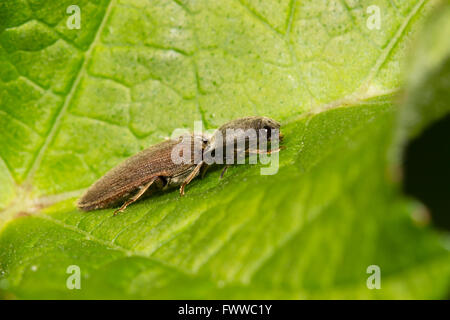 Erwachsene klicken Sie Käfer, Athous Haemorrhoidalis.  Die Wireworm-Larven sind eine landwirtschaftliche Plage. Stockfoto