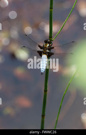 Männliche breiten Körper Chaser Libelle, Libellula Depressa, ruht auf einem Schachtelhalm Stiel in einem Teich Stockfoto