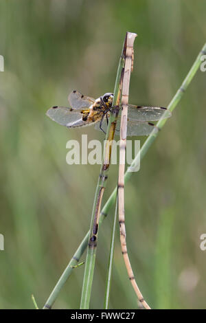 Ruht auf einem Stiel aus einem Teich ist eine vier-spotted Chaser-Libelle Libellula quadrimaculata Stockfoto