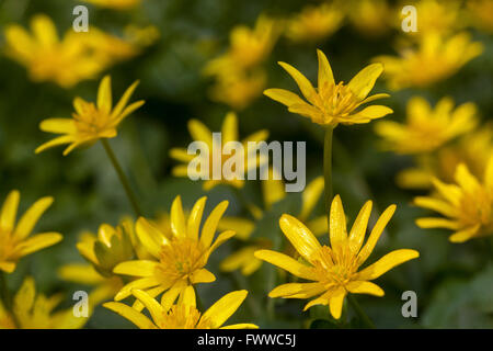 Kleinen Celandines Ranunculus Ficaria - Ficaria Verna, Fig Buttercup Stockfoto