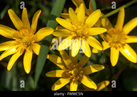 Kleine Celandinen Ranunculus Ficaria verna Blüten, Feigen-Schmetterlinge Stockfoto