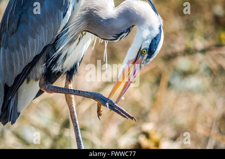 Ein Graureiher (Ardea Cinerea) pickt an seinem Fuß während der Pflege an einem sonnigen Tag in Bath, England. Stockfoto