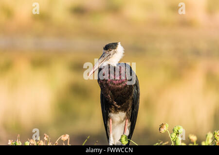 Wollig-necked Storch, Bischof Storch oder weiß-necked Storch ist ein großer waten Vogel in der Storch Familie Ciconiidae. Stockfoto