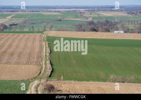 Gepflügtes hügeligen Wiesen keimenden Korn niedriger Schlesien Polen Stockfoto