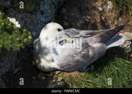 Nahaufnahme von einem nördlichen Fulmar (Fulmarus Cyclopoida), wie sie auf Klippen, Bempton Cliffs, East Yorkshire, UK sitzt Stockfoto