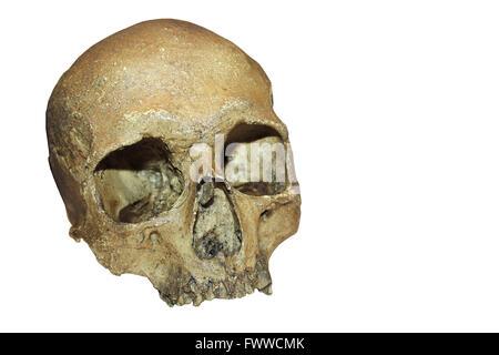 Cro-Magnon-Mensch Schädel Replica Stockfoto