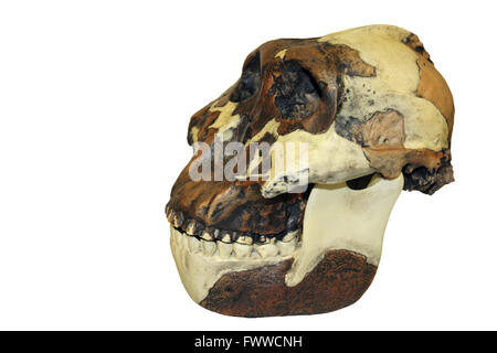 Nussknacker Mensch Australopithecus robustus Schädel Stockfoto