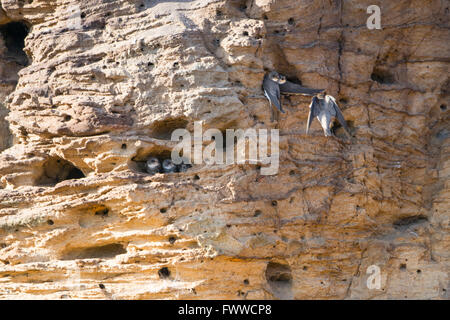 Ein Sand Martin Verschachtelung Klippe zeigt Altvögel fliegen und Jungvögel peering von Bohrungen, Minsmere RSPB, Suffolk, UK Stockfoto