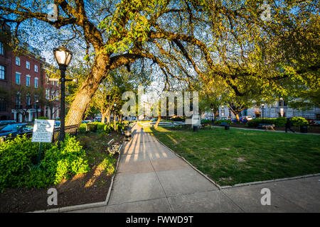 Bäume und Gehweg in einem Park in Mount Vernon, Baltimore, Maryland. Stockfoto