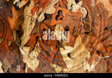 Herbstlaub vereinbaren unter eine Welligkeit von Wasser während des Regens Stockfoto