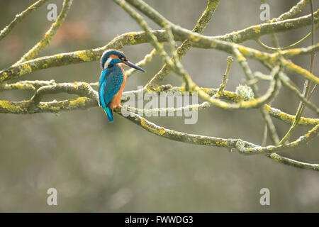 Eine Nahaufnahme von einem weiblichen Eisvogel Angeln im morgendlichen Sonnenlicht Stockfoto