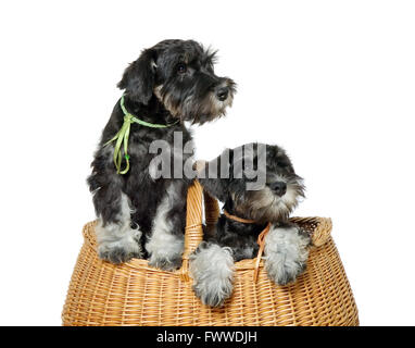 Zwei schwarze Hunde ins braune Tasche Stockfoto