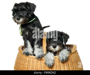 Zwei schwarze Hunde ins braune Tasche Stockfoto