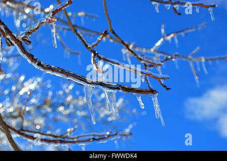 Eine schöne Nahaufnahme von einer vereisten Zweig mit Eiszapfen hängen von ihm gegen eine lebendige blauen Himmel Stockfoto