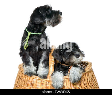 Zwei schwarze Hunde ins braune Tasche Stockfoto