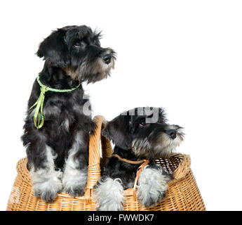 Zwei schwarze Hunde ins braune Tasche Stockfoto