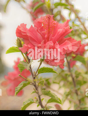 Schöne Vorderansicht Schuss rote Hibiskusblüten, umgeben von grünen Blättern vor verschwommenen Hintergrund Stockfoto