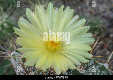 Astrophytum Ornatum Kaktusblüte hautnah Stockfoto