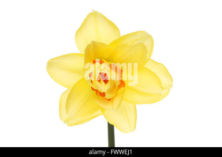 Doppelte gelbe Narzisse Blüte mit einem orange Center isoliert gegen weiß Stockfoto