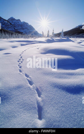 Fußspuren im Schnee, Banff Nationalpark, Banff, Alberta, Kanada Stockfoto