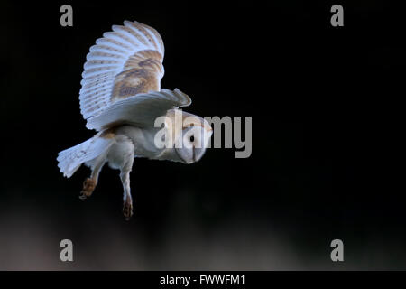 Wild-Schleiereule (Tyto Alba) im Flug. Im Vereinigten Königreich übernommen. Nicht Gefangener Vogel. Stockfoto