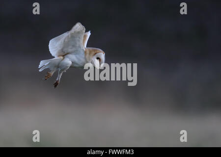 Wild-Schleiereule (Tyto Alba) im Flug. Im Vereinigten Königreich übernommen. Nicht Gefangener Vogel. Stockfoto