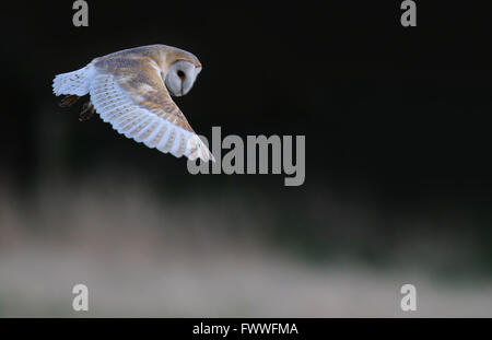 Wild-Schleiereule (Tyto Alba) im Flug. Im Vereinigten Königreich übernommen. Nicht Gefangener Vogel. Stockfoto