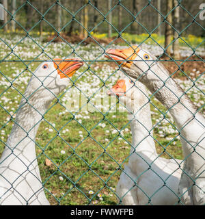 Drei weiße Gänse beobachten neugierig hinter einem Metallzaun. Stockfoto