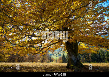 Autumnal farbige Buche (Fagus Sylvatica) in Schönau, Schwarzwald, Baden-Württemberg, Deutschland Stockfoto
