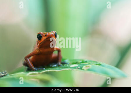 Strawberry Poison-Dart Frog (Oophaga Pumilio) thront auf einem Blatt, Provinz Heredia, Costa Rica Stockfoto