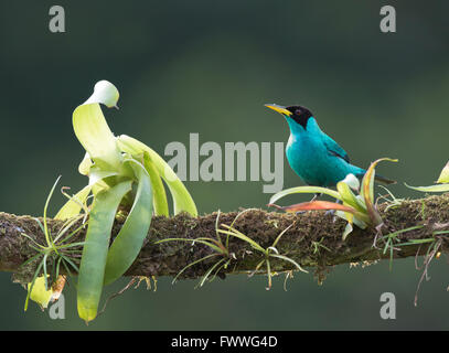 Grüne Kleidervogel (Chlorophanes Spiza) thront auf einem Ast, Provinz Heredia, Costa Rica Stockfoto