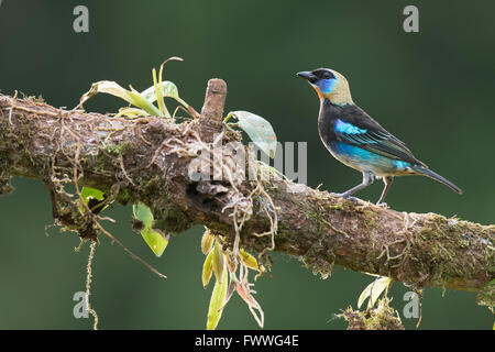 Golden-Kapuzen Tanager (Tangara Larvata) thront auf einem Ast, Provinz Heredia, Costa Rica Stockfoto