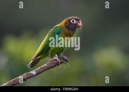 Braun mit Kapuze Papagei (Pyrilia Haematotis) thront auf einem Ast, Männlich, Provinz Heredia, Costa Rica Stockfoto
