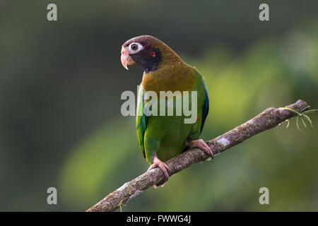 Braun mit Kapuze Papagei (Pyrilia Haematotis) thront auf einem Ast, Männlich, Provinz Heredia, Costa Rica Stockfoto