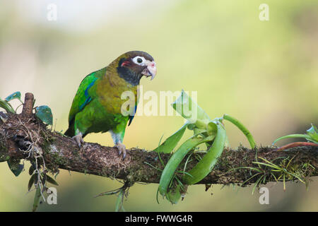 Braun mit Kapuze Papagei (Pyrilia Haematotis) thront auf einem Ast, Männlich, Provinz Heredia, Costa Rica Stockfoto